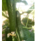 Cucumber / Kakri F1 Don 5 grams
